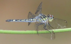 Chalcostephia flavifrons