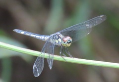 Chalcostephia flavifrons