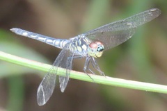 Chalcostephia flavifrons