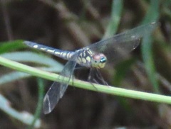 Chalcostephia flavifrons