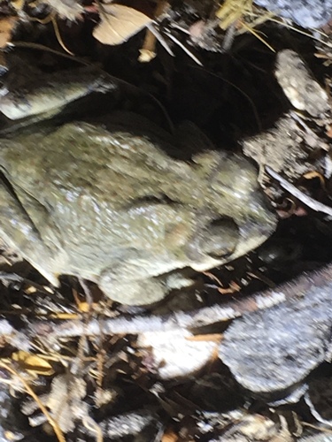 iNaturalist observation photo of Red-spotted Toad