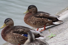 Anas platyrhynchos