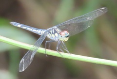 Chalcostephia flavifrons