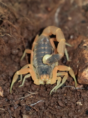 Leiurus hebraeus