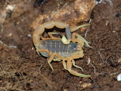 Leiurus hebraeus