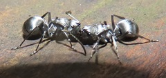 Polyrhachis schlueteri