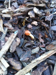 Fungi