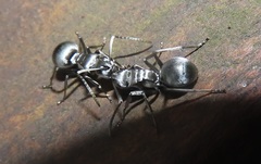 Polyrhachis schlueteri