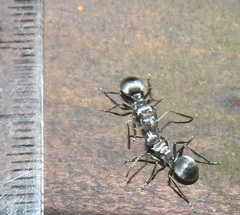 Polyrhachis schlueteri
