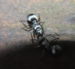 Polyrhachis schlueteri