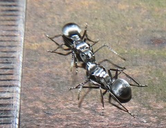Polyrhachis schlueteri