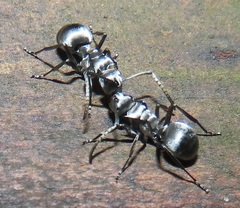 Polyrhachis schlueteri