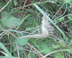 Papilio constantinus constantinus