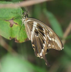 Papilio constantinus constantinus