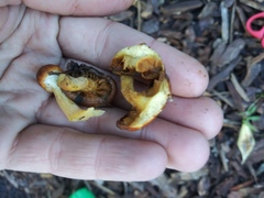 Fungi