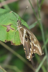 Papilio constantinus constantinus