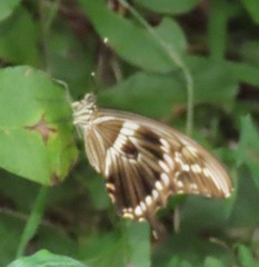 Papilio constantinus constantinus