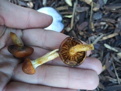 Fungi