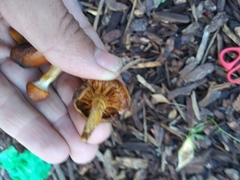Fungi