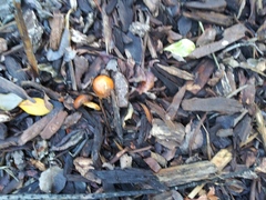 Fungi