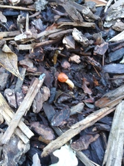 Fungi