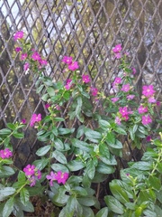 Cuphea hyssopifolia