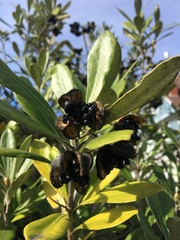 Pittosporum crassifolium
