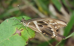 Papilio constantinus constantinus