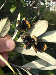 Pittosporum crassifolium