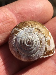 Helminthoglypta arrosa