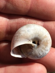 Helminthoglypta arrosa