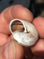 Helminthoglypta arrosa