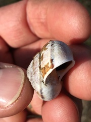 Helminthoglypta arrosa