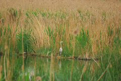Ardea cinerea