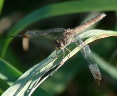 Erythrodiplax atroterminata