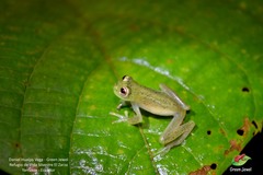 Chimerella mariaelenae