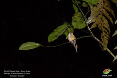 Phaethornis syrmatophorus