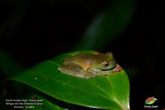 Hyloscirtus phyllognathus