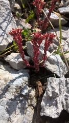 Sedum atratum