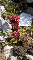 Sedum atratum