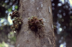 Image of Napoleonaea egertonii