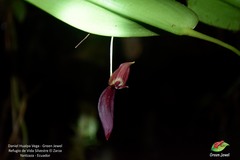 Pleurothallis ruberrima