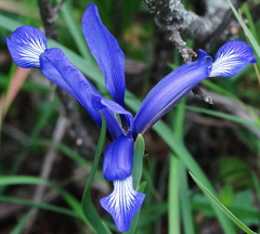 Iris sintenisii