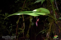 Pleurothallis ruberrima