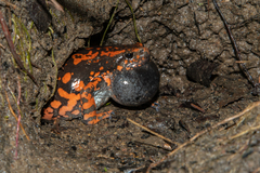 Phrynomantis affinis