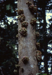 Napoleonaea egertonii image