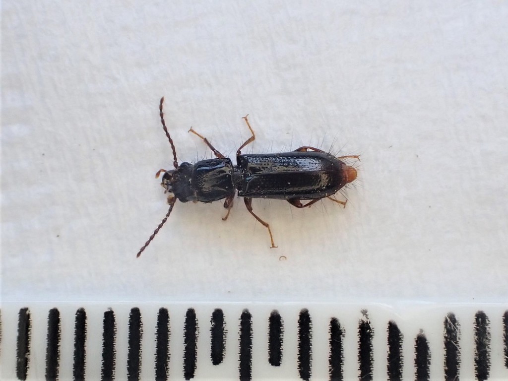 Chaetosomatidae