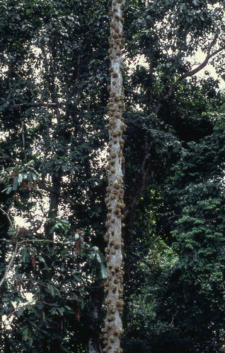 Napoleonaea egertonii image