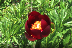 Paeonia peregrina