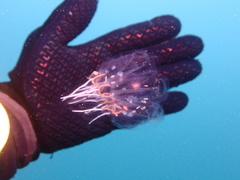 Cyclosalpa bakeri